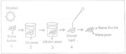Detail Gambar Percobaan Fotosintesis Nomer 31
