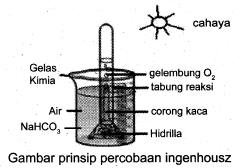 Detail Gambar Percobaan Fotosintesis Nomer 34