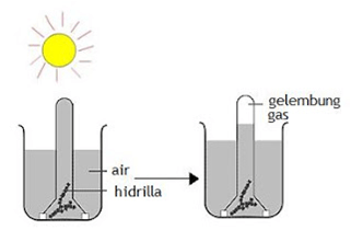 Detail Gambar Percobaan Fotosintesis Nomer 37