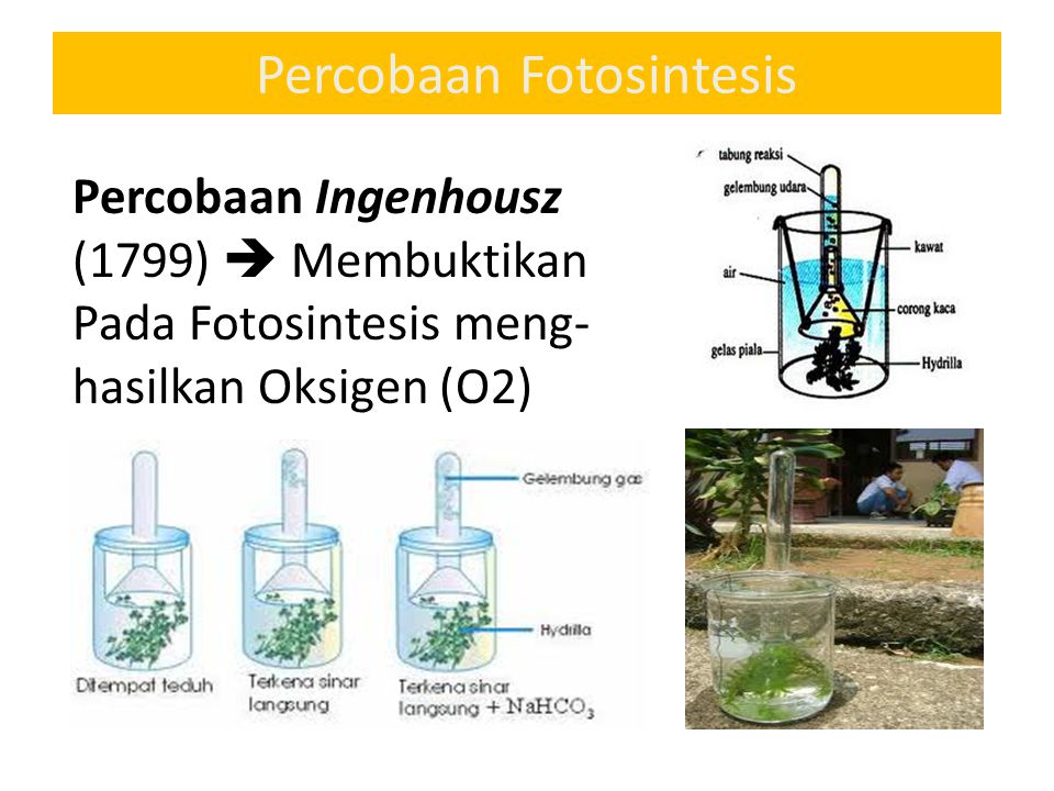 Detail Gambar Percobaan Fotosintesis Nomer 43