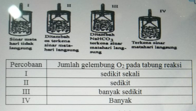 Detail Gambar Percobaan Fotosintesis Nomer 46