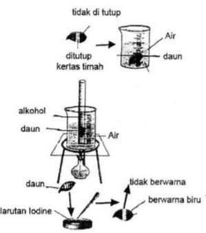 Detail Gambar Percobaan Fotosintesis Nomer 52