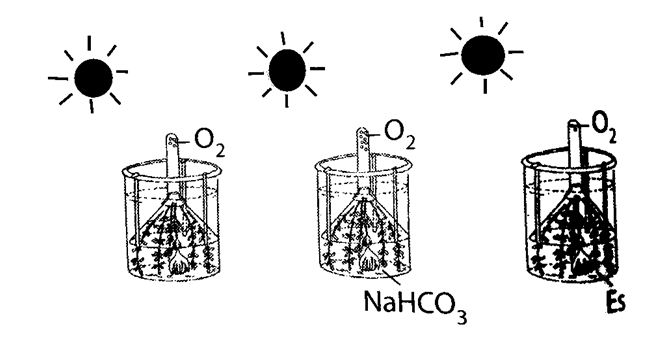 Detail Gambar Percobaan Fotosintesis Nomer 7