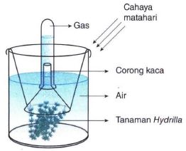 Detail Gambar Percobaan Fotosintesis Nomer 10