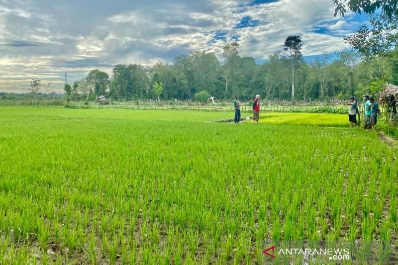 Detail Gambar Perdesaan Di Sulawesi Tenggara Nomer 4