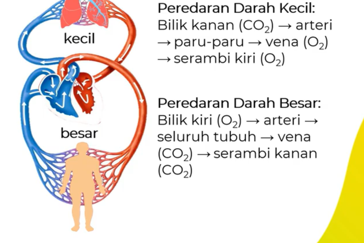 Detail Gambar Peredaran Darah Nomer 25