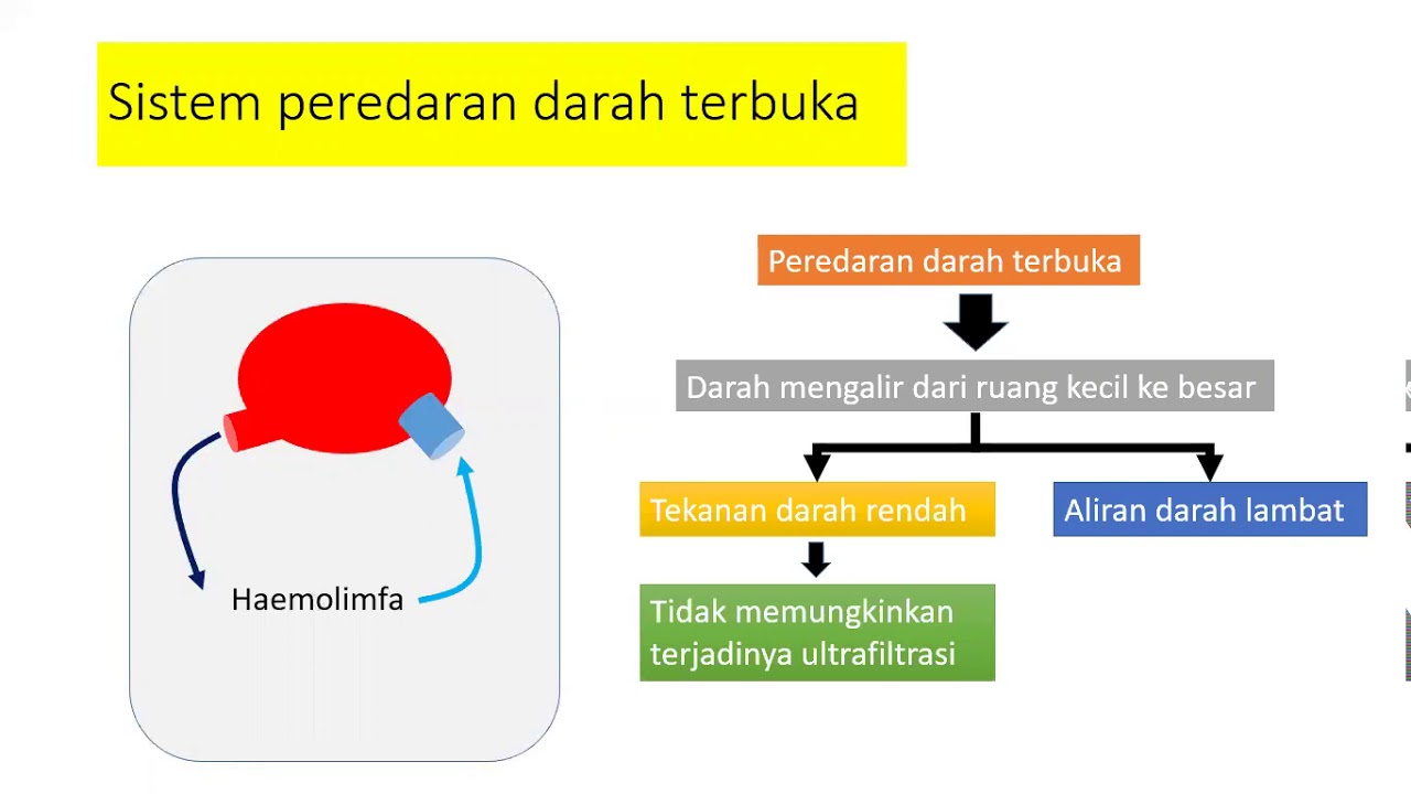 Detail Gambar Peredaran Darah Nomer 49