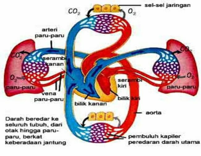 Detail Gambar Peredaran Darah Besar Dan Kecil Nomer 20