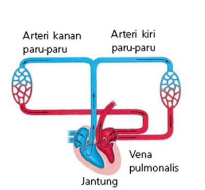 Detail Gambar Peredaran Darah Besar Dan Kecil Nomer 32