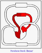 Detail Gambar Peredaran Darah Besar Dan Kecil Nomer 44