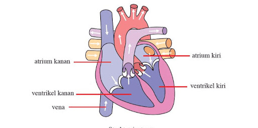 Detail Gambar Peredaran Darah Di Jantung Nomer 35