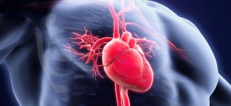 Detail Gambar Peredaran Darah Di Jantung Nomer 36