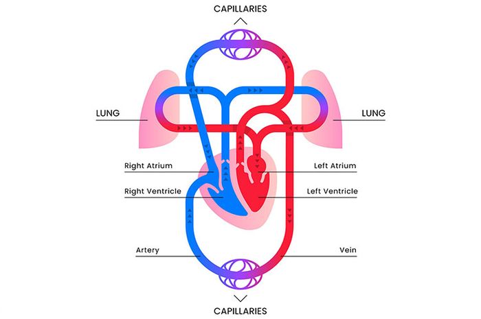 Detail Gambar Peredaran Darah Di Jantung Nomer 9