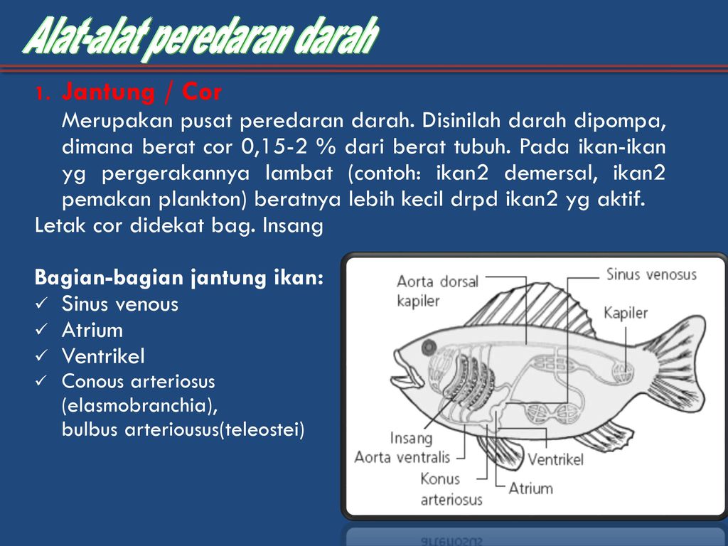 Detail Gambar Peredaran Darah Ikan Nomer 12