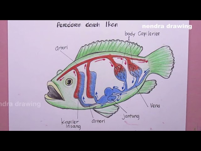 Detail Gambar Peredaran Darah Ikan Nomer 26