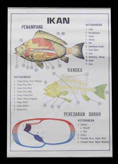 Detail Gambar Peredaran Darah Ikan Nomer 31