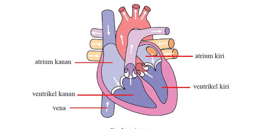 Detail Gambar Peredaran Darah Jantung Nomer 15