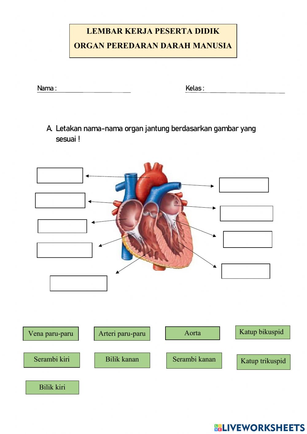 Detail Gambar Peredaran Darah Jantung Nomer 30