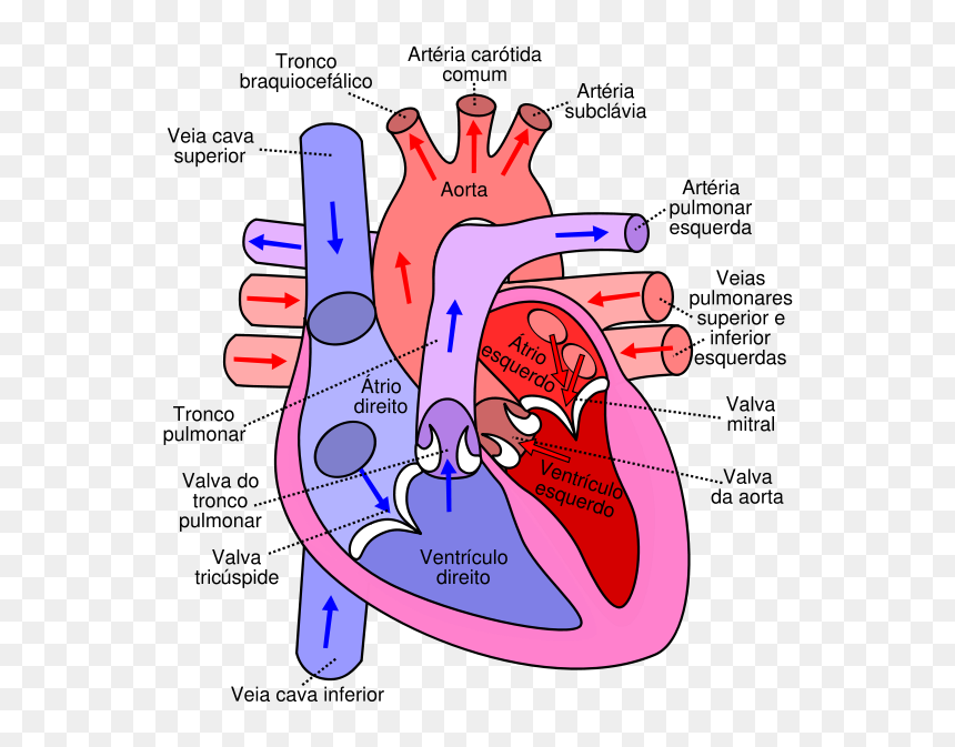 Detail Gambar Peredaran Darah Jantung Nomer 4