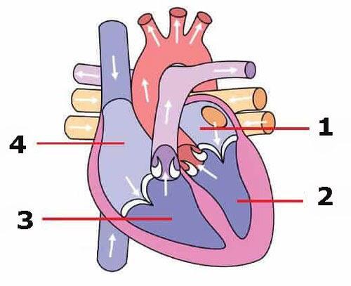 Detail Gambar Peredaran Darah Jantung Nomer 40