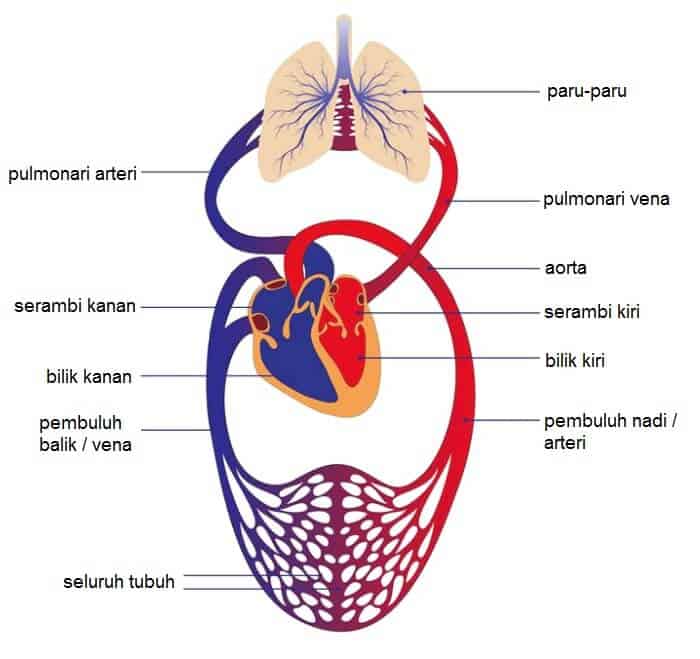 Detail Gambar Peredaran Darah Jantung Nomer 43