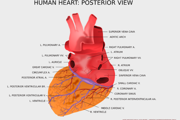 Detail Gambar Peredaran Darah Jantung Nomer 44