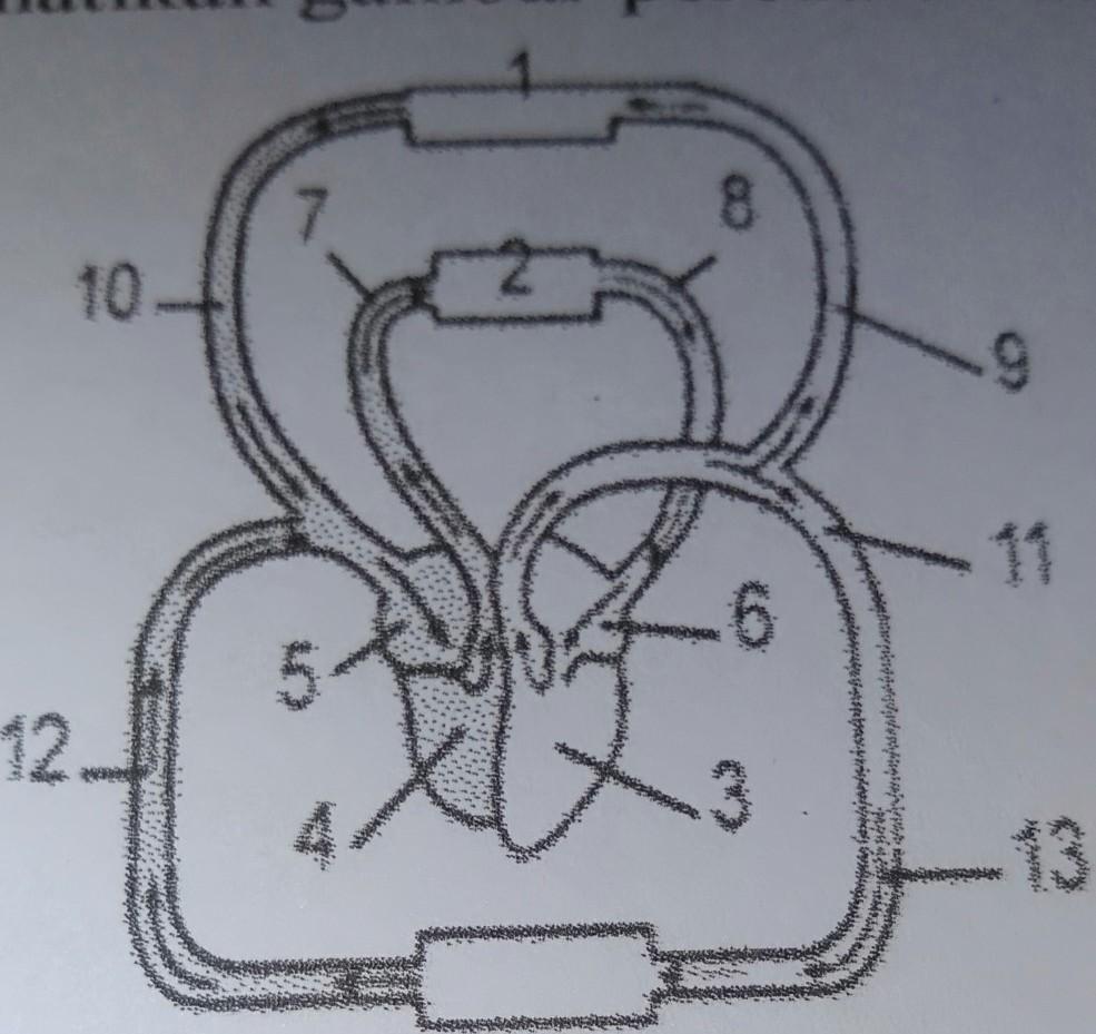 Detail Gambar Peredaran Darah Jantung Nomer 49