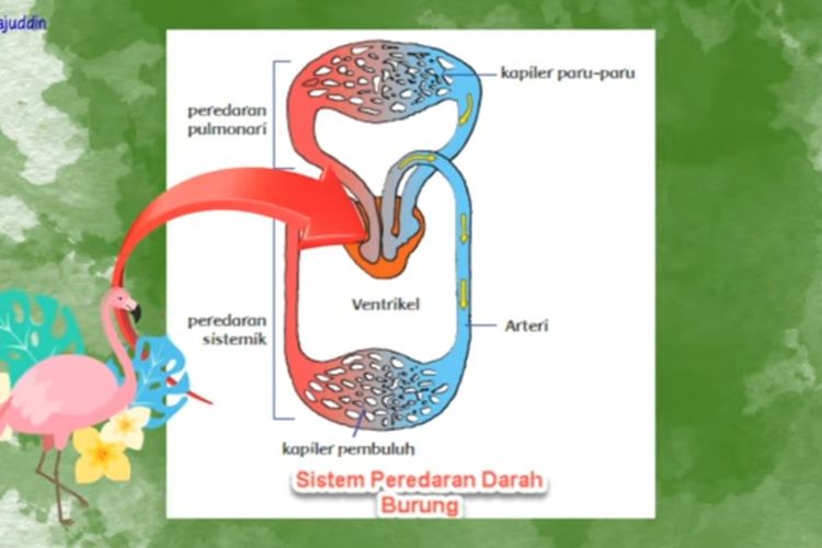 Detail Gambar Peredaran Darah Pada Hewan Nomer 9