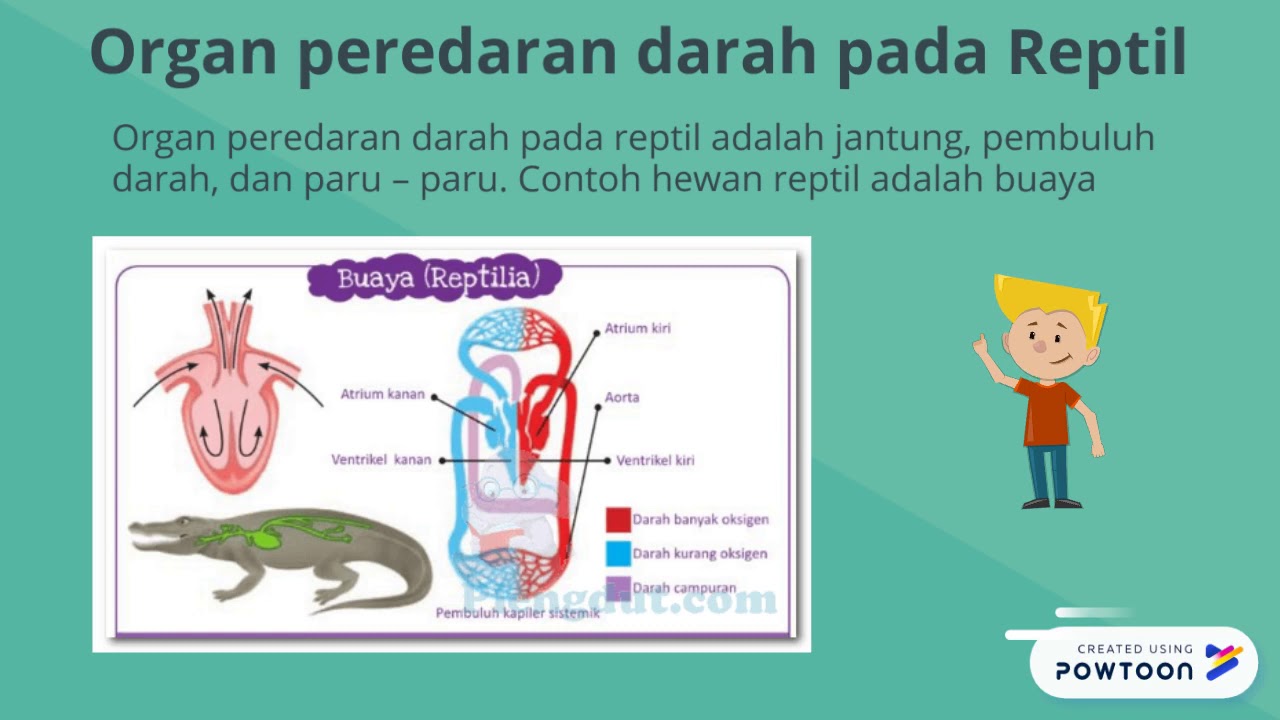 Detail Gambar Peredaran Darah Pada Hewan Nomer 17