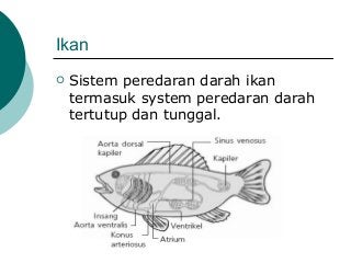 Detail Gambar Peredaran Darah Pada Hewan Nomer 22