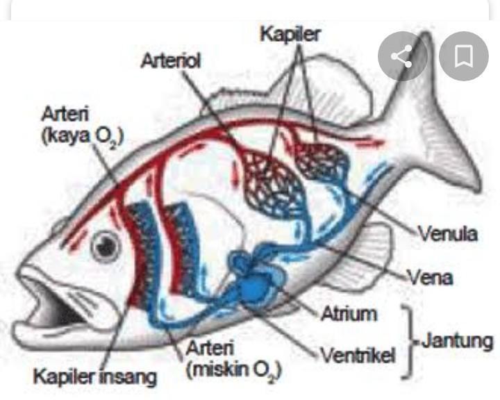 Detail Gambar Peredaran Darah Pada Hewan Nomer 3