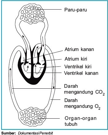 Detail Gambar Peredaran Darah Pada Hewan Nomer 34