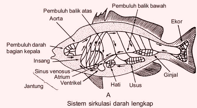 Detail Gambar Peredaran Darah Pada Hewan Nomer 7