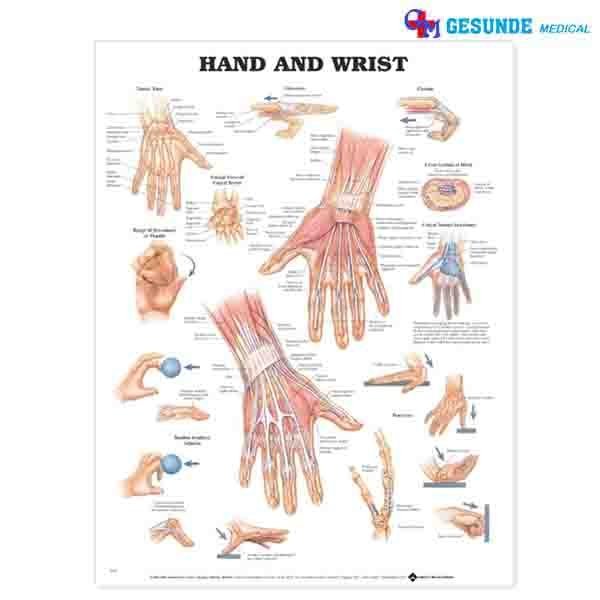 Detail Gambar Pergelangan Tangan Nomer 19