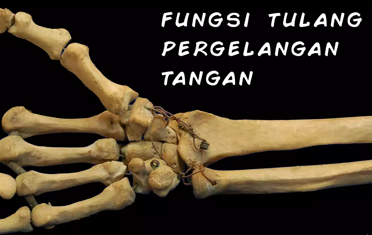 Detail Gambar Pergelangan Tangan Nomer 48