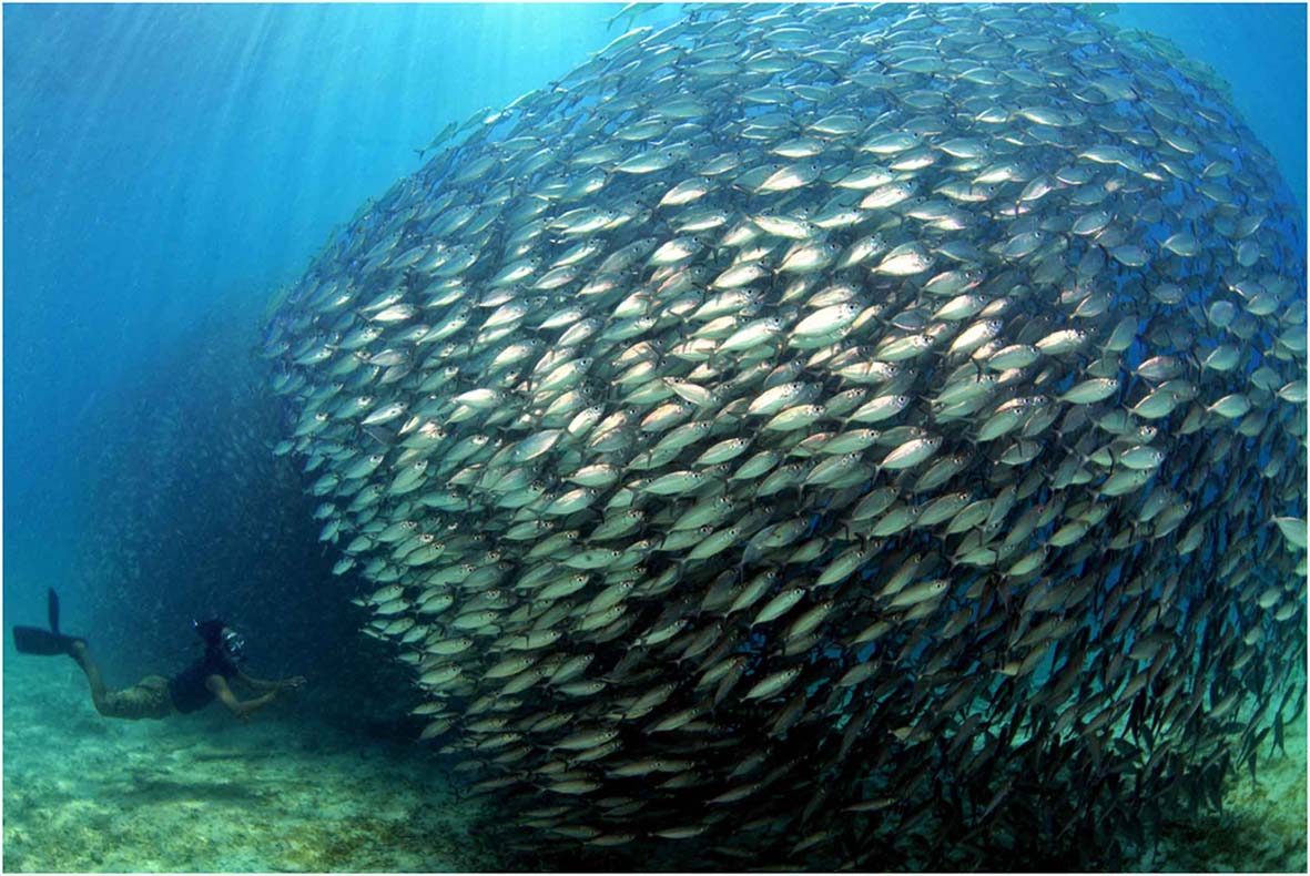 Gambar Perikanan Laut - KibrisPDR