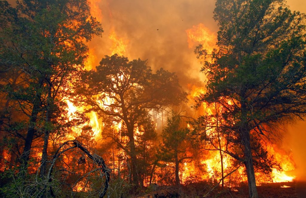 Detail Gambar Peristiwa Kebakaran Hutan Nomer 2