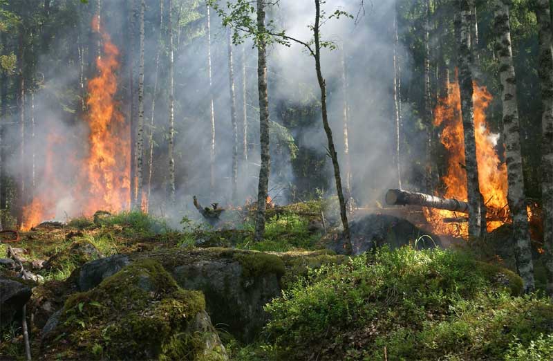 Detail Gambar Peristiwa Kebakaran Hutan Nomer 14