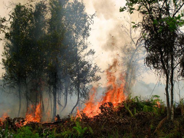 Detail Gambar Peristiwa Kebakaran Hutan Nomer 21