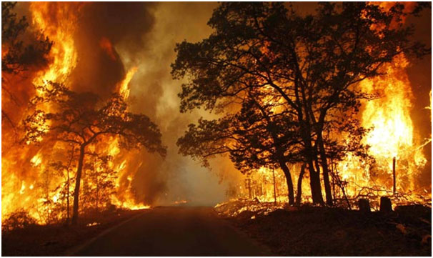 Detail Gambar Peristiwa Kebakaran Hutan Nomer 27