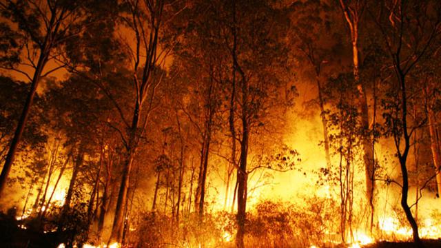 Detail Gambar Peristiwa Kebakaran Hutan Nomer 4