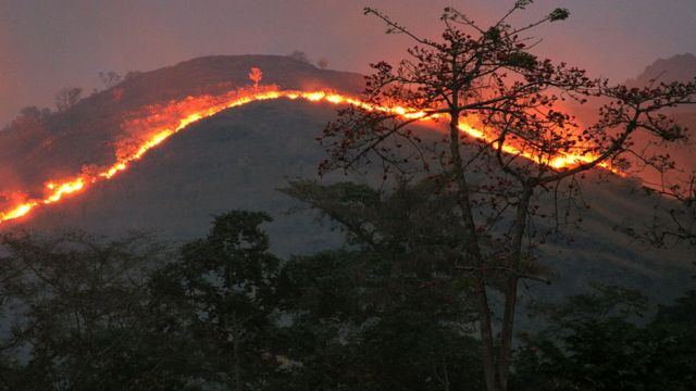 Detail Gambar Peristiwa Kebakaran Hutan Nomer 29