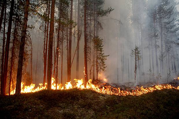 Detail Gambar Peristiwa Kebakaran Hutan Nomer 9