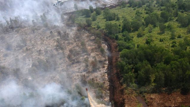 Detail Gambar Peristiwa Kebakaran Hutan Nomer 10