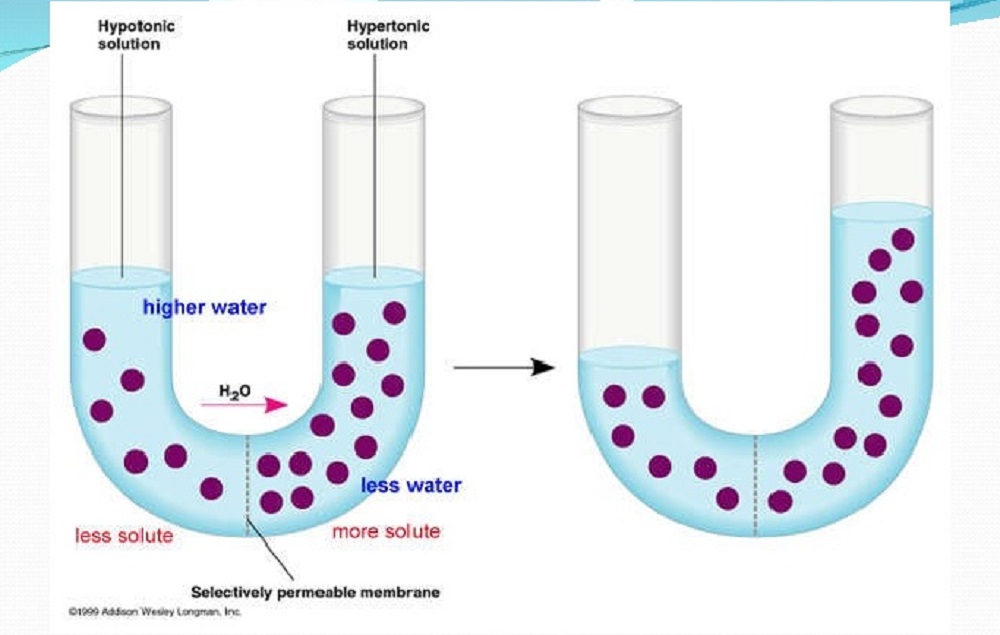 Detail Gambar Peristiwa Osmosis Nomer 17