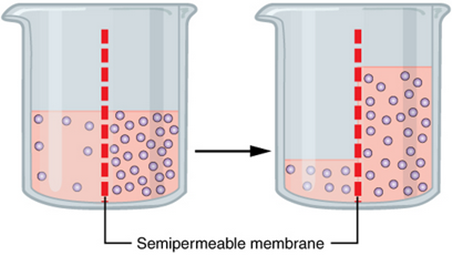 Detail Gambar Peristiwa Osmosis Nomer 20
