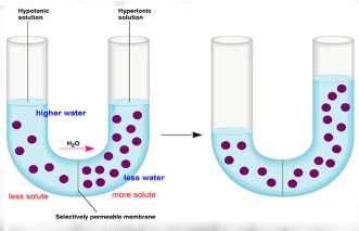 Detail Gambar Peristiwa Osmosis Nomer 21