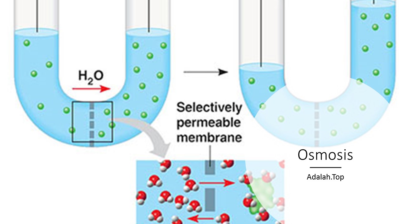 Detail Gambar Peristiwa Osmosis Nomer 29