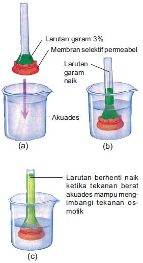 Detail Gambar Peristiwa Osmosis Nomer 33