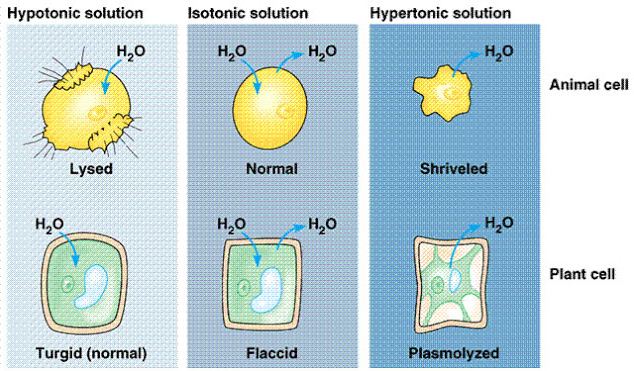 Detail Gambar Peristiwa Osmosis Nomer 34